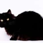 siyah kedi cinsleri